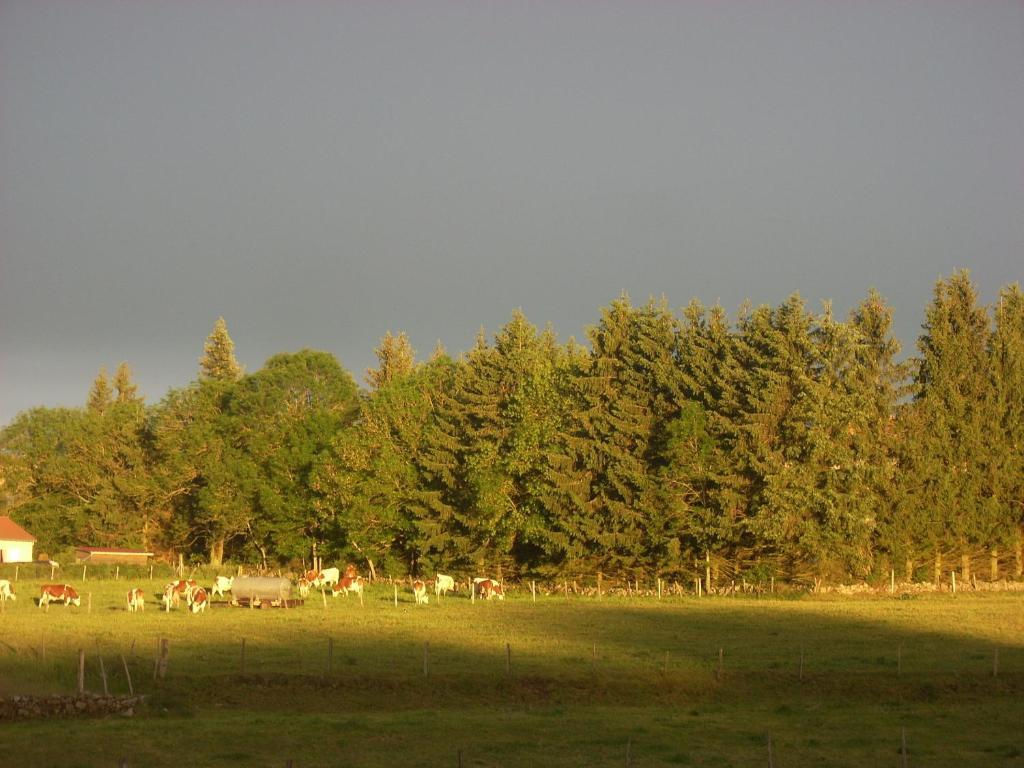 Les Roulottes De La Ferme Des Chanaux Saint-Julien-d'Ance Szoba fotó